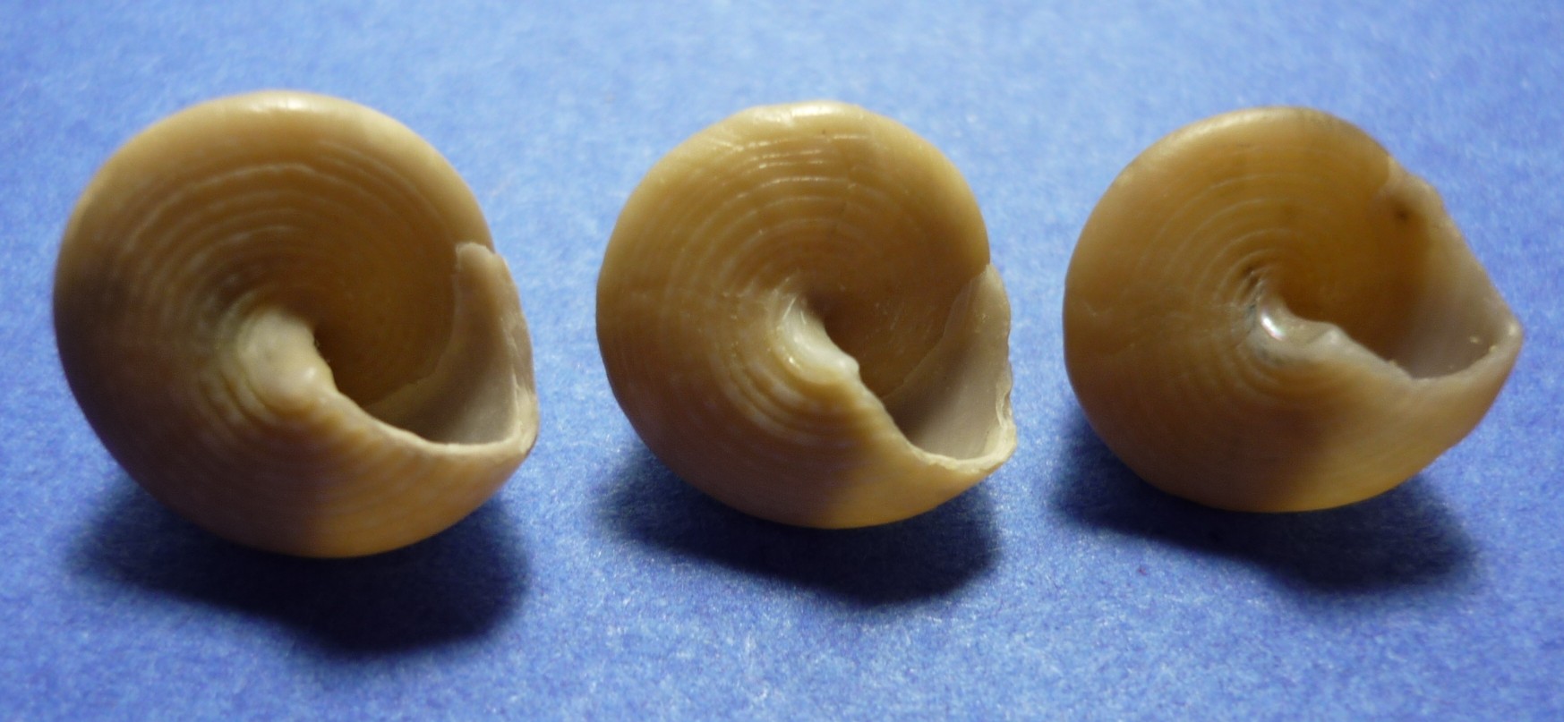 Calliostoma planatum(dubium)?
